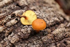 Gymnopilus austropicreus