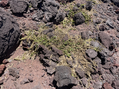 Teucrium townsendii
