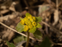 Chrysosplenium pilosum valdepilosum