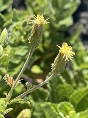 Brickellia peninsularis