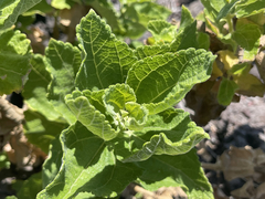 Brickellia peninsularis