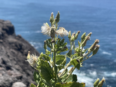 Brickellia peninsularis
