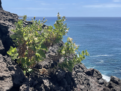 Brickellia peninsularis