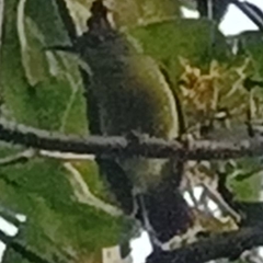 Nectariniidae