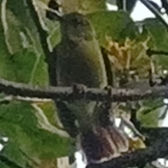Nectariniidae
