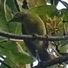 Nectariniidae