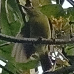 Nectariniidae