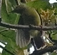 Nectariniidae