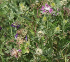 Centaurea sphaerocephala