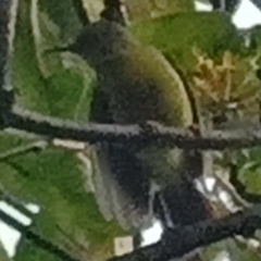 Nectariniidae