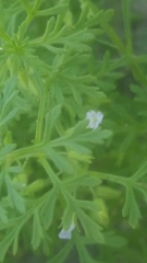 Leucospora multifida