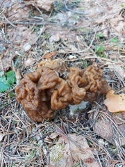 Gyromitra gigas