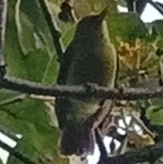 Nectariniidae