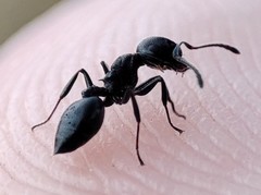 Crematogaster peringueyi