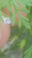 Leucospora multifida