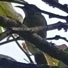Nectariniidae