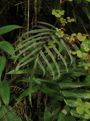 Blechnum cordatum