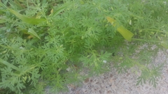 Leucospora multifida