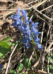 Corydalis fumariifolia azurea