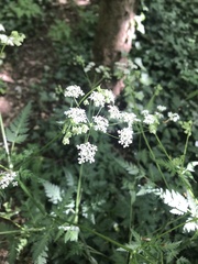 Anthriscus sylvestris