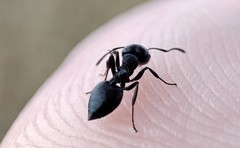 Crematogaster peringueyi