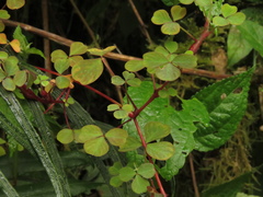 Oxalis medicaginea