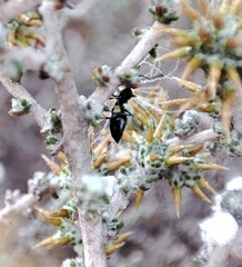 Crematogaster peringueyi