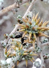 Crematogaster peringueyi