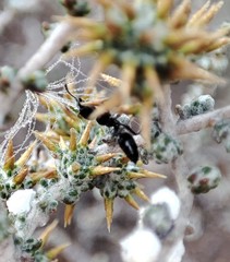 Crematogaster peringueyi