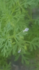 Leucospora multifida