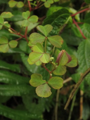 Oxalis medicaginea