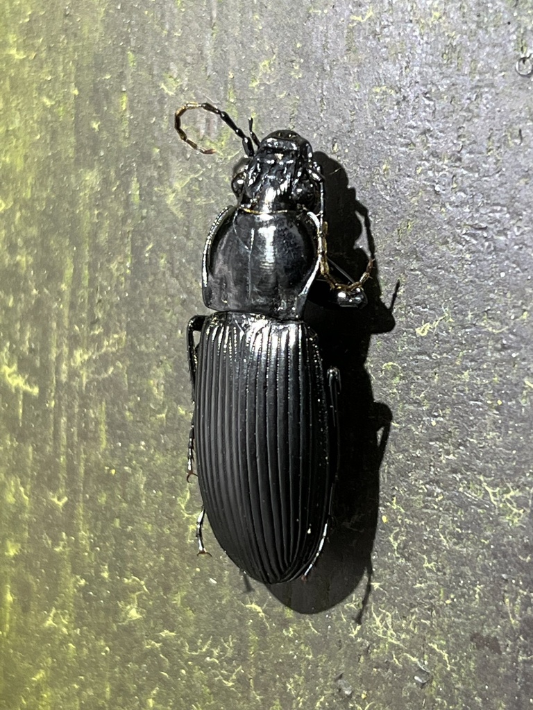 Lesticus sauteri