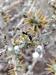 Crematogaster peringueyi