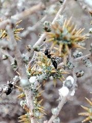 Crematogaster peringueyi