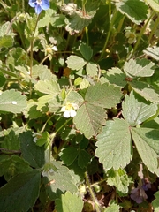 Potentilla sterilis