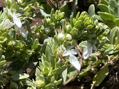 Teucrium townsendii