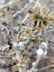 Crematogaster peringueyi