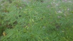 Leucospora multifida