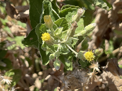 Brickellia peninsularis
