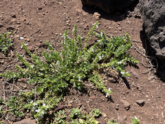 Teucrium townsendii