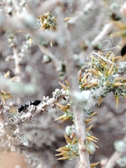 Crematogaster peringueyi