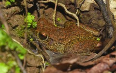 Eleutherodactylus greyi