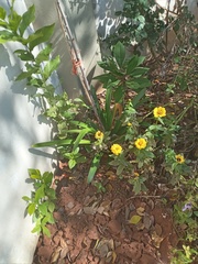 Asteraceae