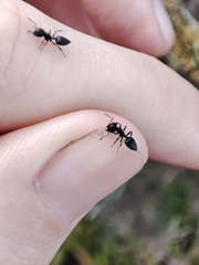 Crematogaster peringueyi