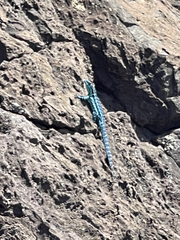 Urosaurus clarionensis