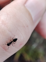 Crematogaster peringueyi