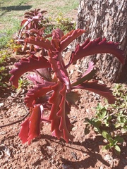Kalanchoe sexangularis
