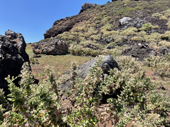 Brickellia peninsularis