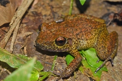 Eleutherodactylus greyi