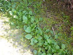 Plantago major